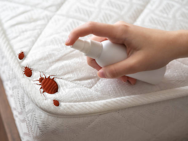 Best Residential Pest Control  in Seacliff, CA